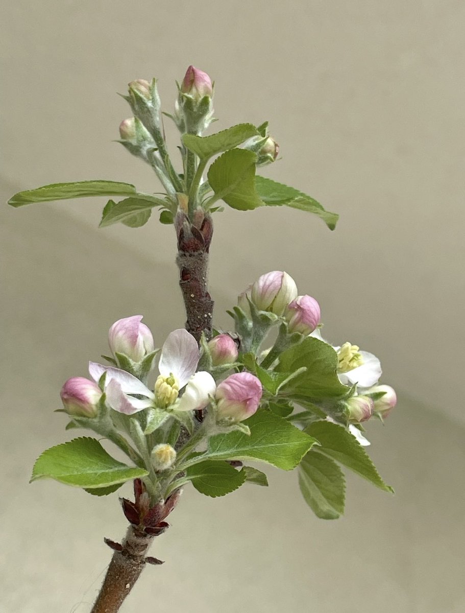 Junius Ponds tweet media