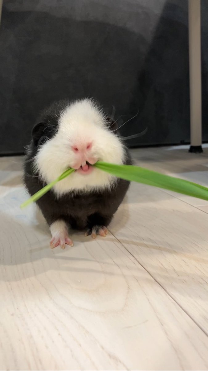 ﾓﾙﾃｯｼﾓ tweet media