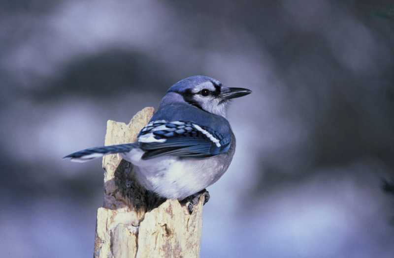 Arrendajo azul (Cyanocitta cristata)

Paseriforme de la familia Corvidae propia de América del Norte.