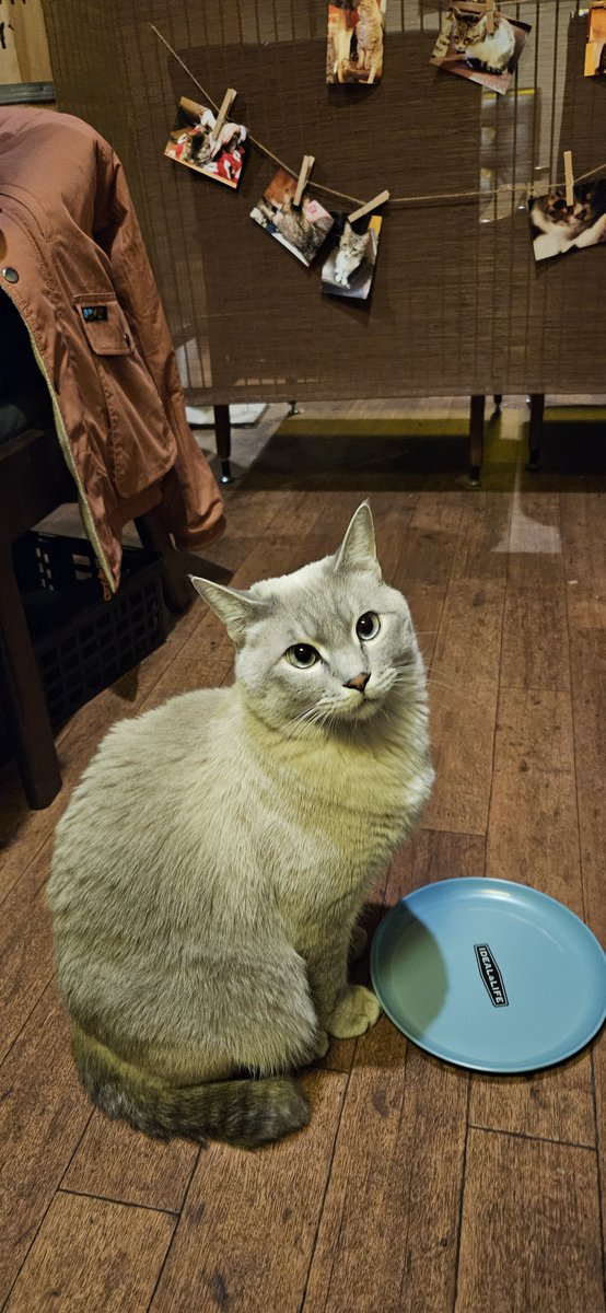 いつもの猫カフェ
最近どっちもおとなしくなってきたね
おやつ出したら相変わらずの顔つき
