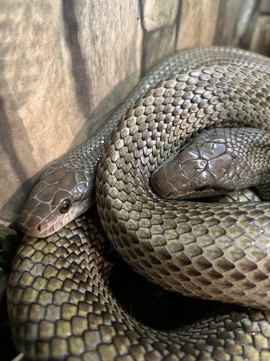 nami🐍 tweet media