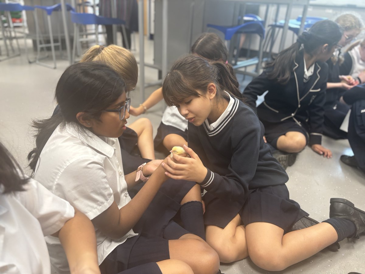 St Catherines School tweet media