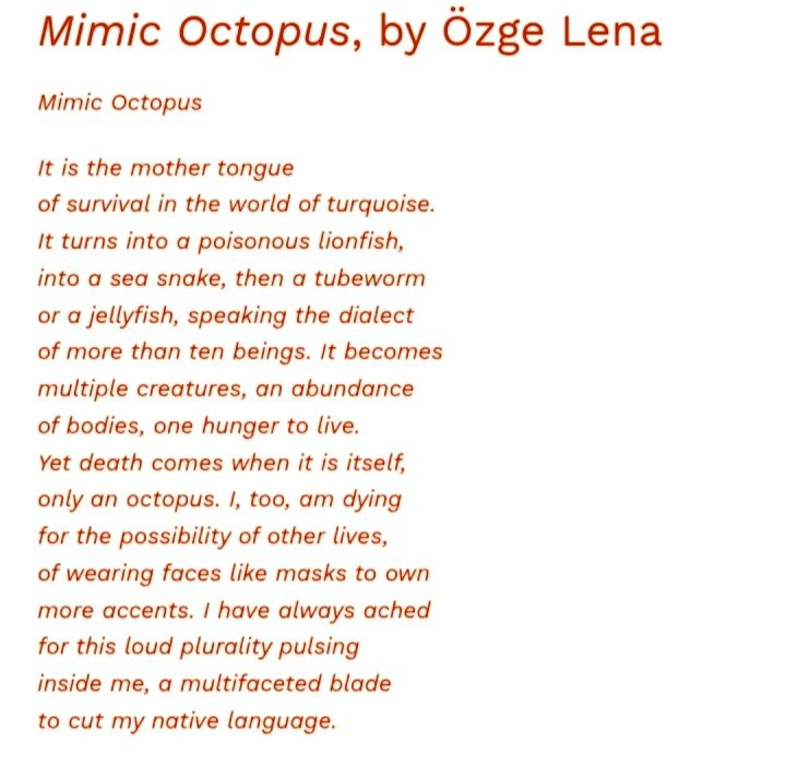 Özge Lena tweet media