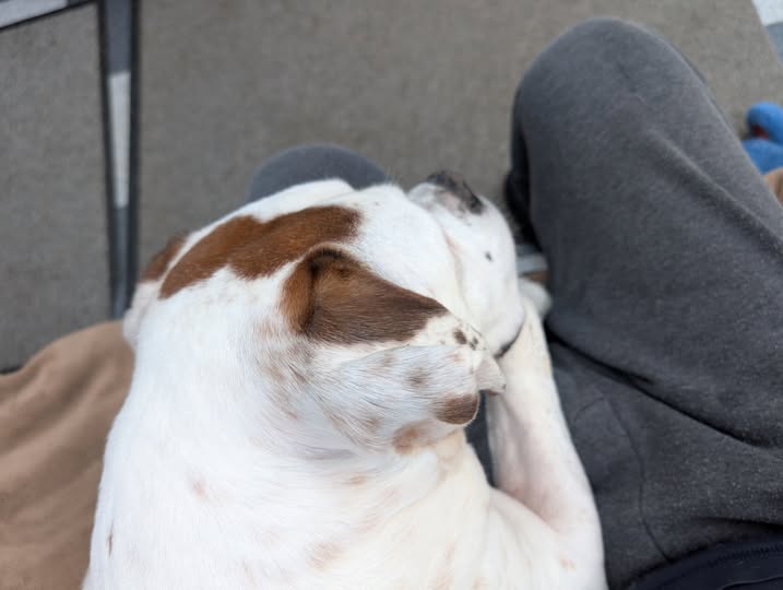 #Hector in charge tweet media