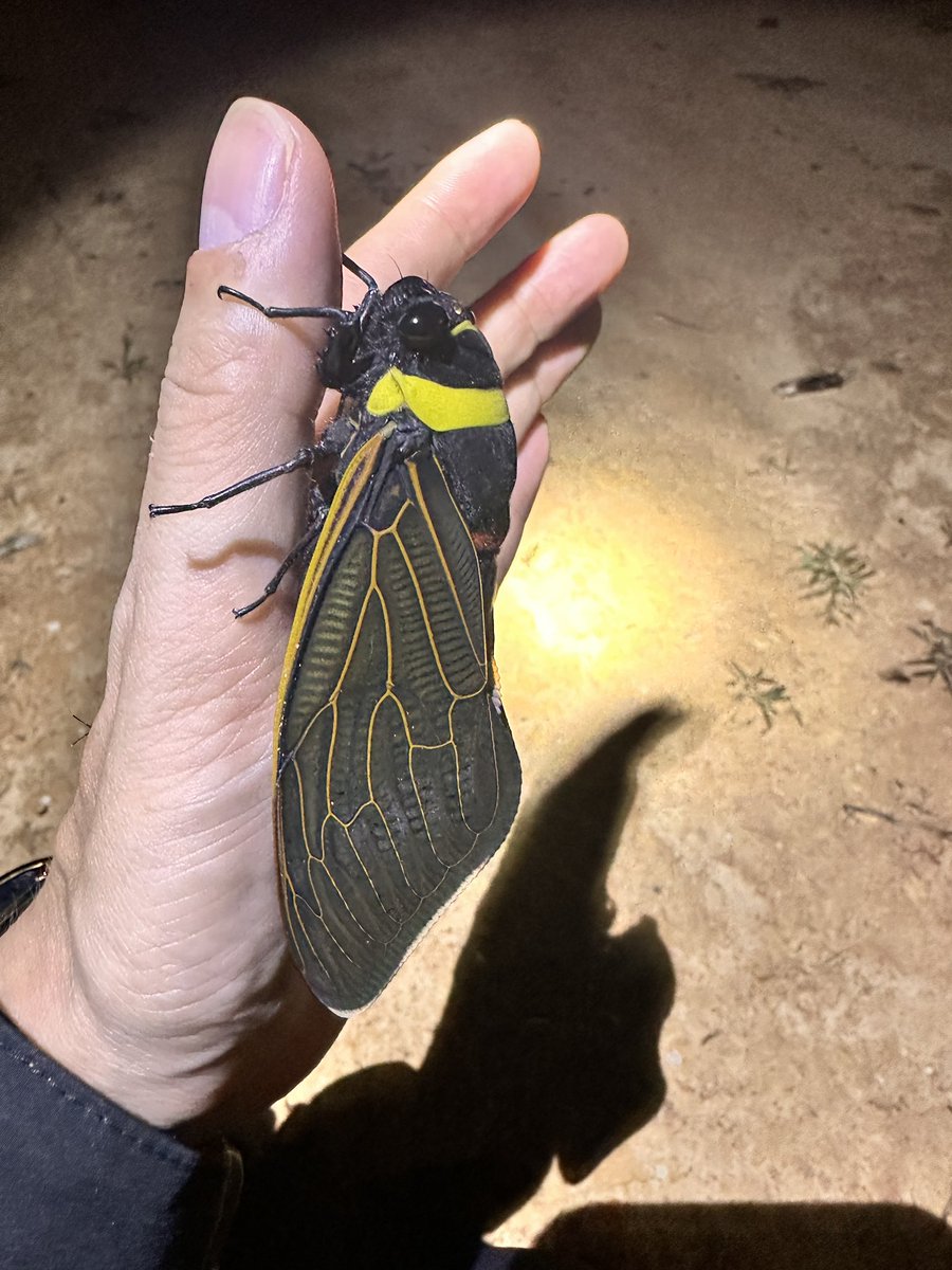 蛾もLOVE(阪本優介) tweet media