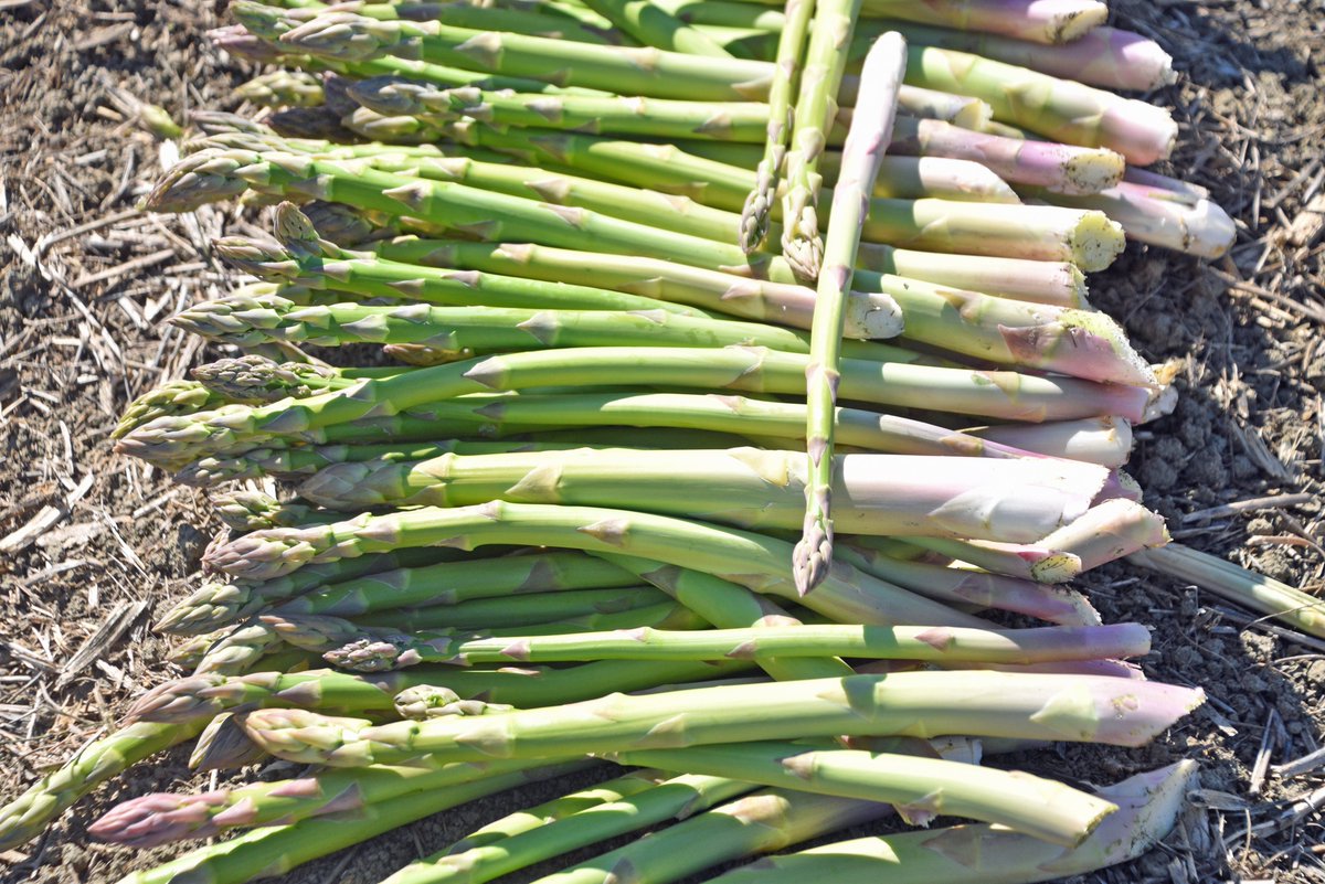 Vicky Boyd tweet media