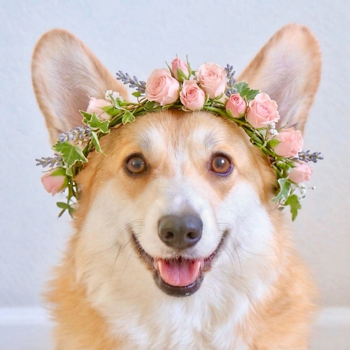 Lilo the Welsh Corgi tweet media