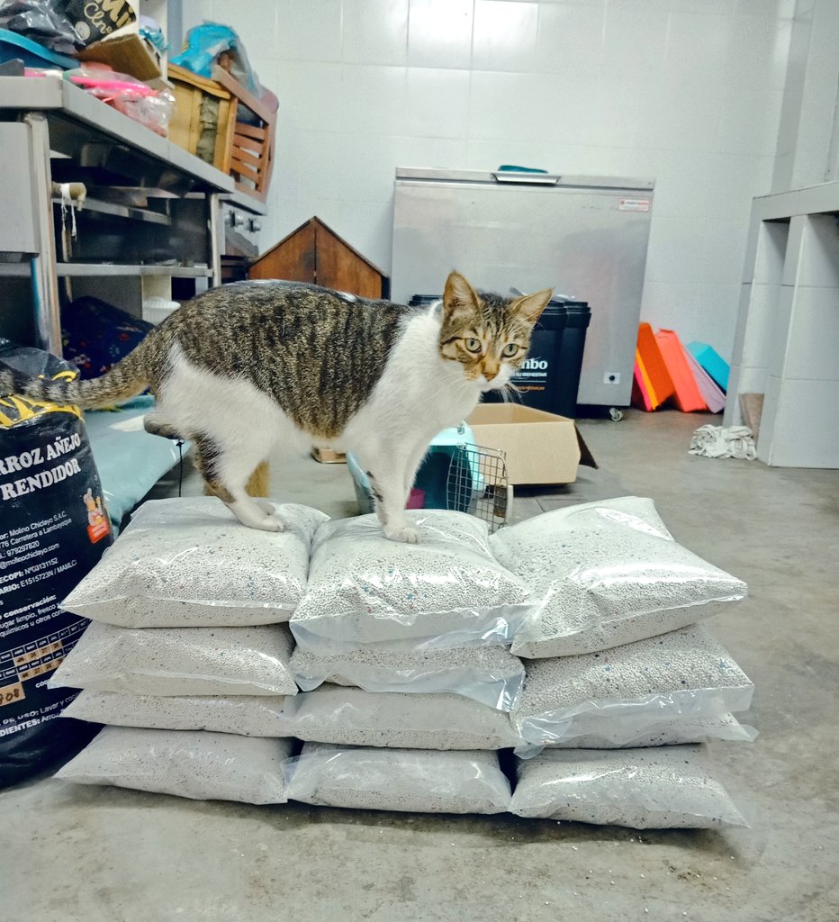 🐈‍⬛📢 60 kilos de bentonita básica Ascat cuestan S/. 100 y 1 bolsa de bentonita Super Gata de 5 kilos cuesta S/. 10. ¿Donas para comprar a los refugiados de mi cuadra? Escribir al 994 887 076 (Claudio)[Plin]. Y si quieres adoptar a un amigx leal me pides ejemplares disponibles🐈