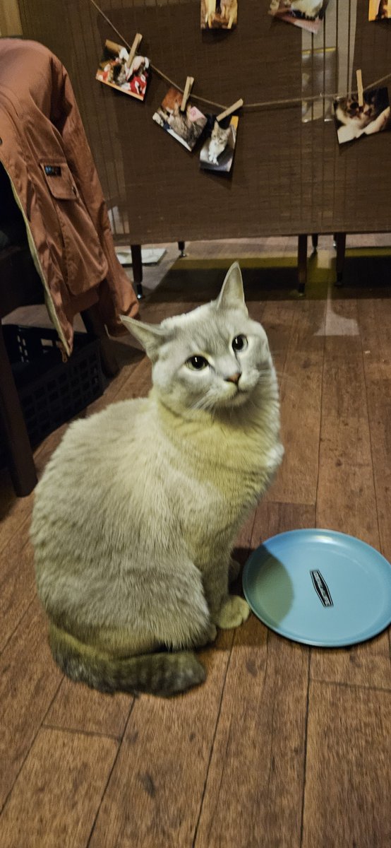necorumi's tweet photo. 猫カフェの様子
いつも通り元気だね https://t.co/RDX54m5ALW