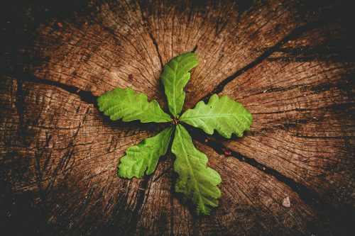 frankhorvat's tweet photo. International Day of Forests 🌳

*Magnificent Roots* explores the strength and resilience of Toronto’s oldest tree.

Learn more: https://t.co/DEqRhZRAjh

#InternationalDayOfForests #StringEnsemble #EcoMusic https://t.co/CMFUOkM025