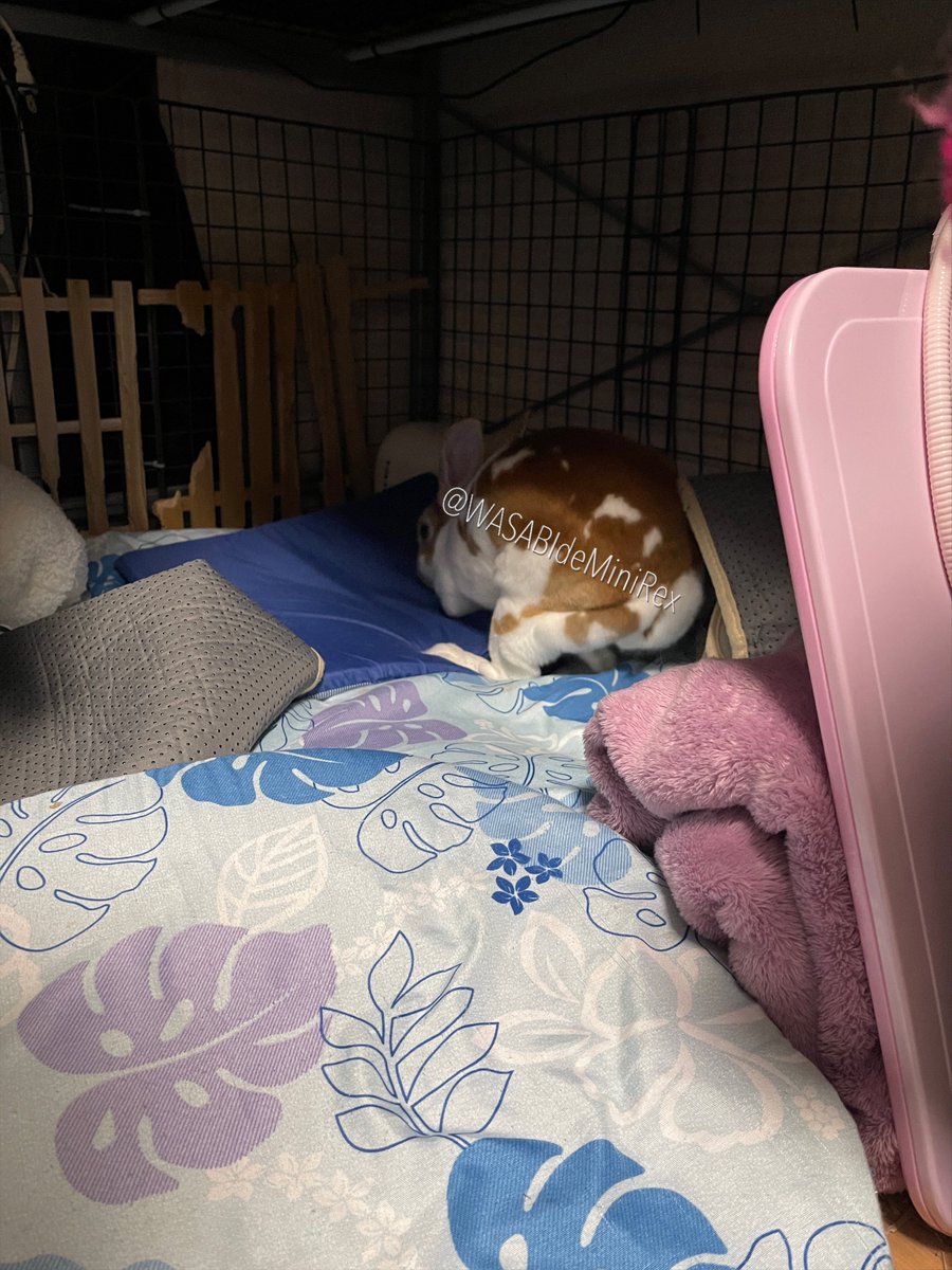 うさぎわさびc(⌒(_U･ω･U)_ tweet media