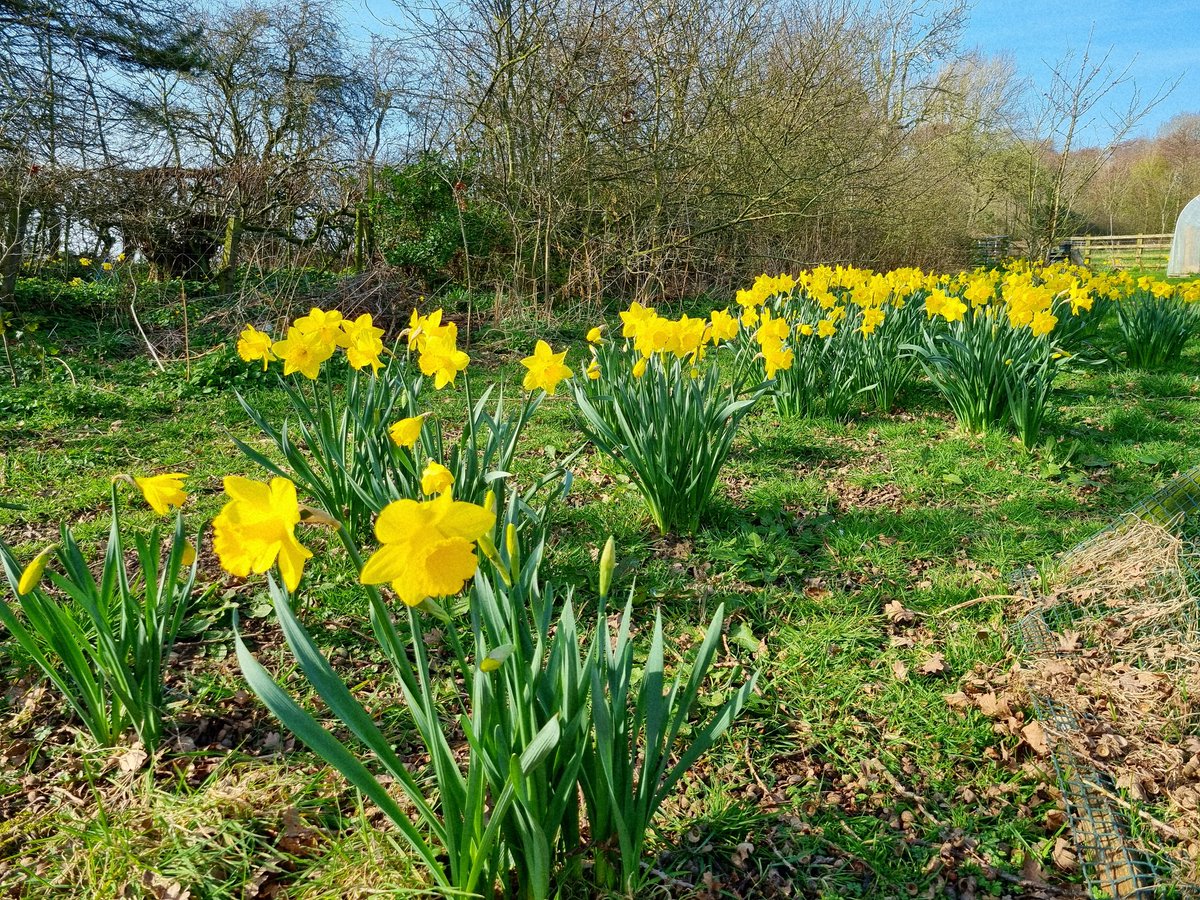 SheilaG17662835's tweet image. Our #daffodils are doing really well in the orchard and garden, definitely #spring at last in north #Cumbria. @keswickbootco
