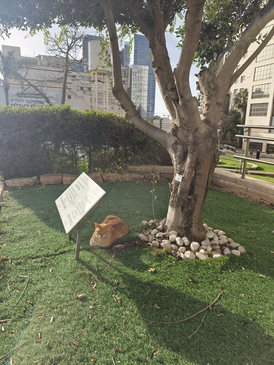 фанерное солнце улыбается до конца (в Израиле) tweet media