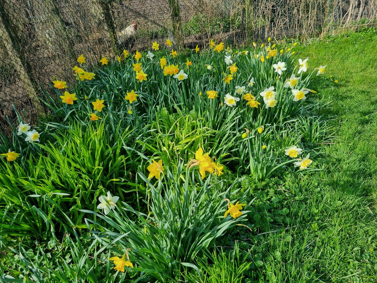 SheilaG17662835's tweet image. Our #daffodils are doing really well in the orchard and garden, definitely #spring at last in north #Cumbria. @keswickbootco