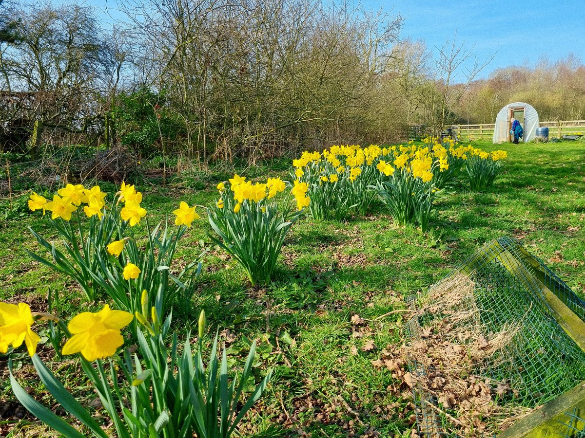 SheilaG17662835's tweet image. Our #daffodils are doing really well in the orchard and garden, definitely #spring at last in north #Cumbria. @keswickbootco
