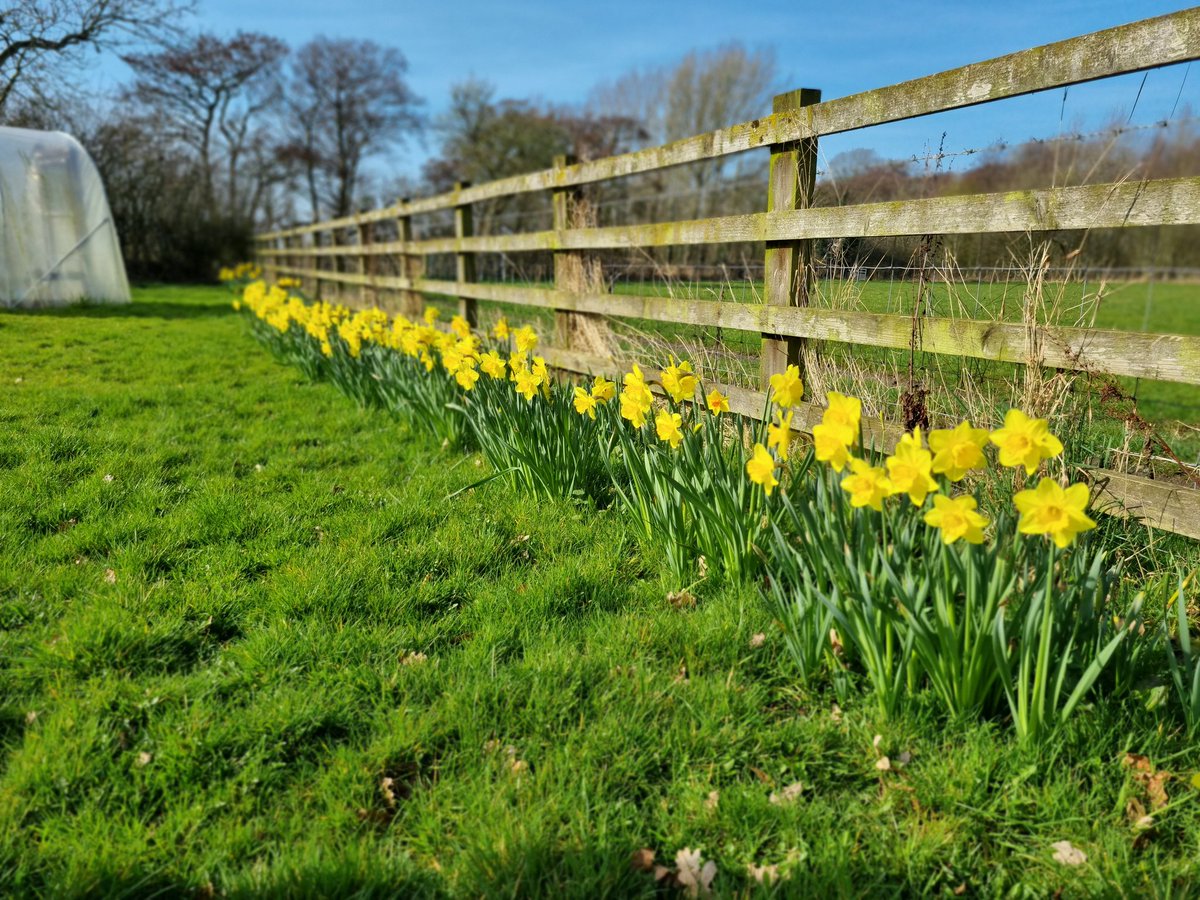 SheilaG17662835's tweet image. Our #daffodils are doing really well in the orchard and garden, definitely #spring at last in north #Cumbria. @keswickbootco