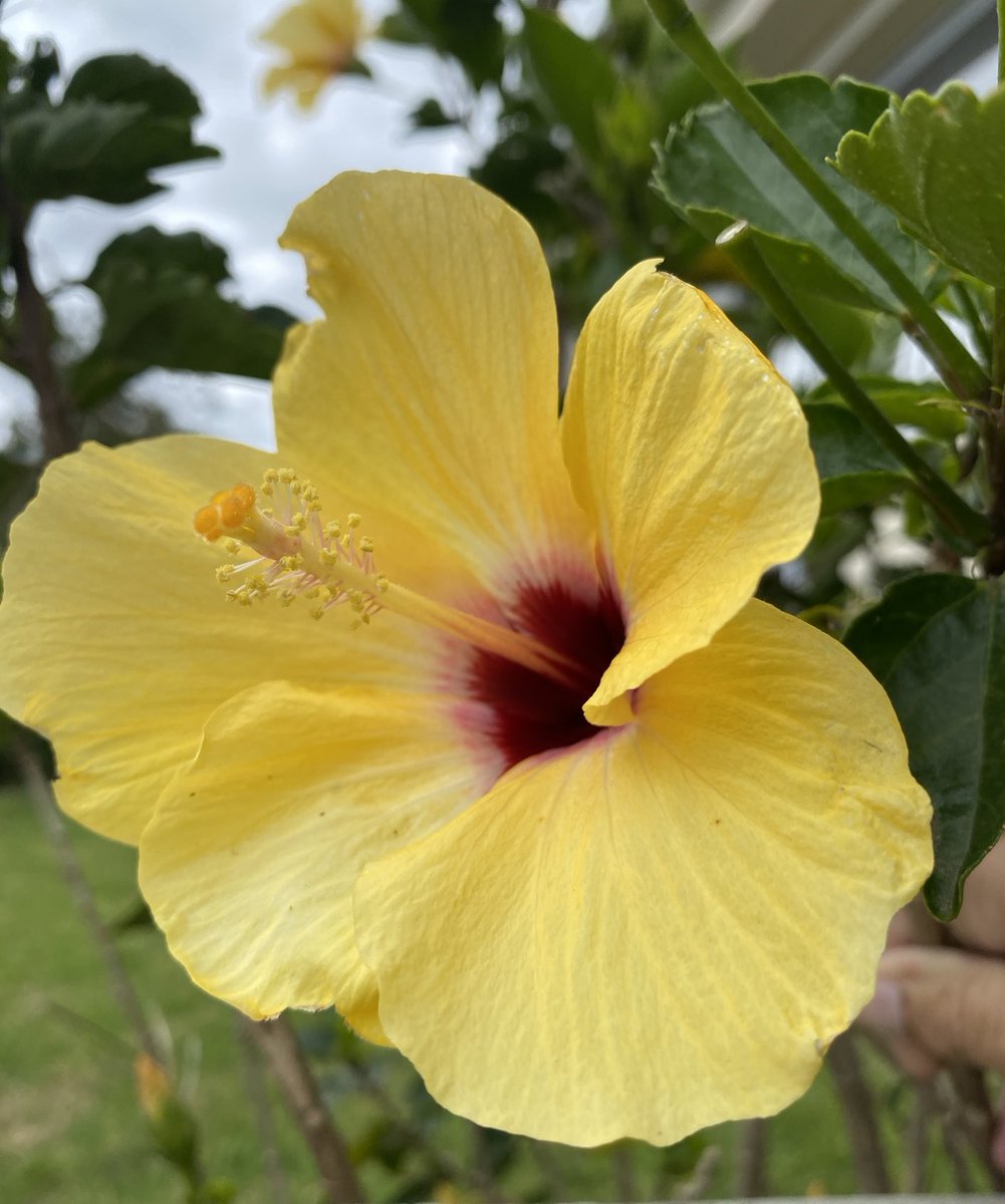 gatvolinthecity's tweet photo. #YellowFriday #yellowflowers https://t.co/YF4qBHhpnz