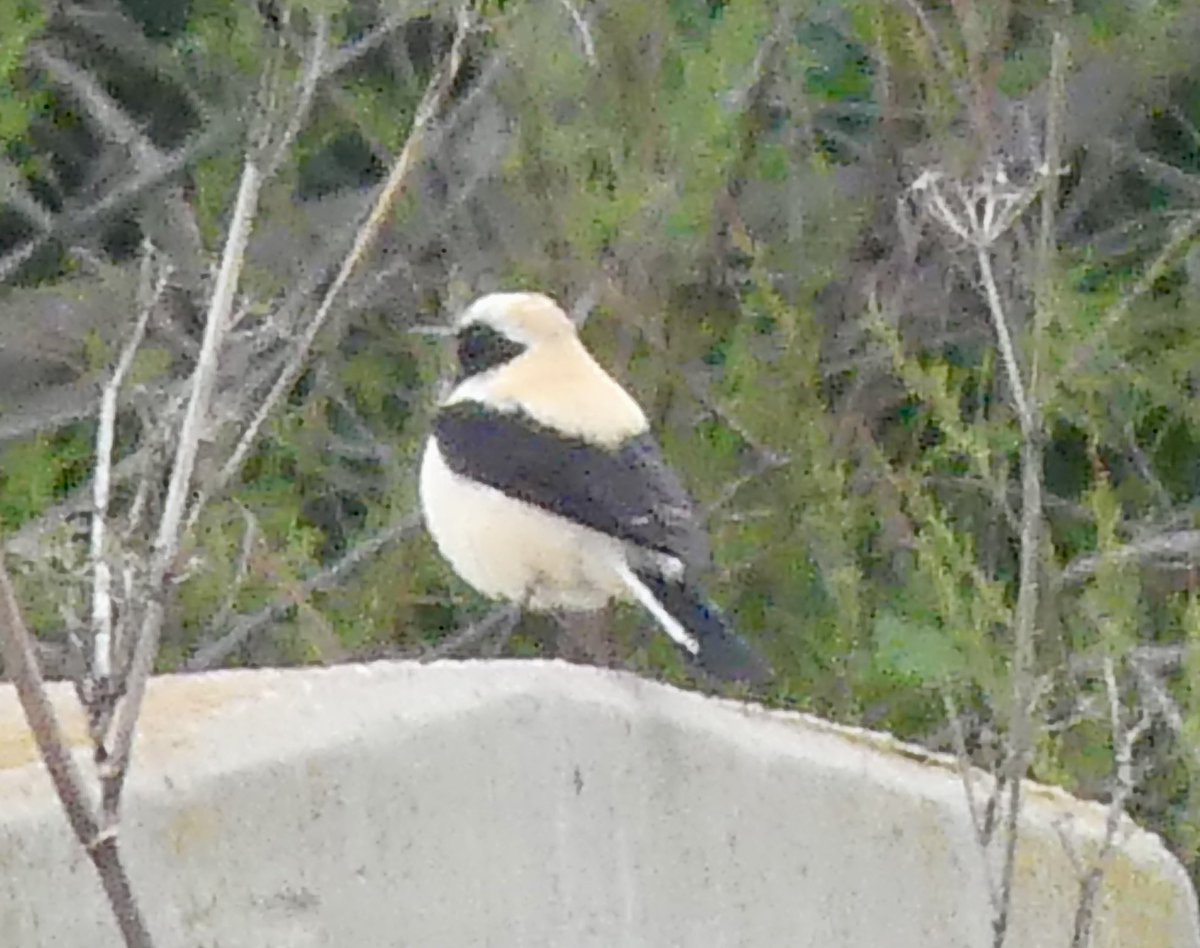 Les Hall tweet media