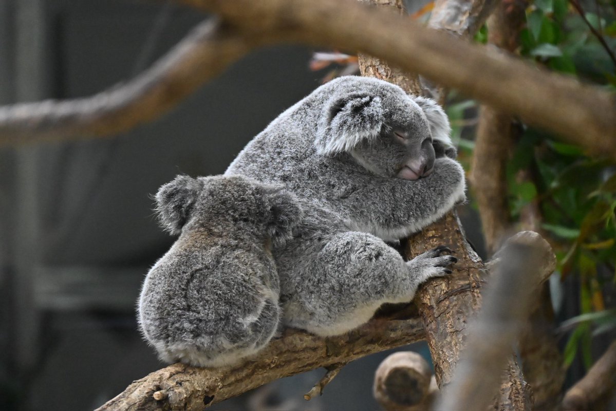 ヒロヰ tweet media