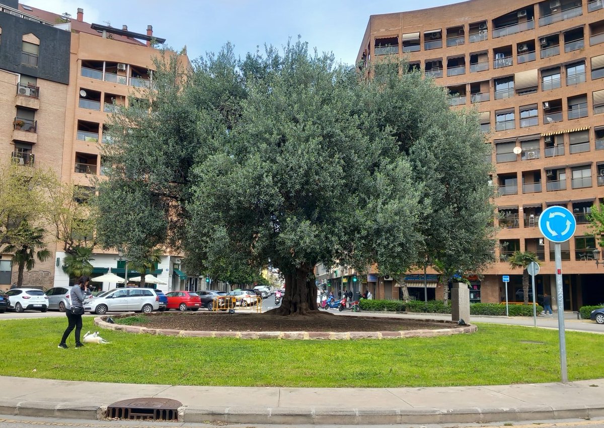 Jacobo Llorens_Arbolista_Treerider tweet media