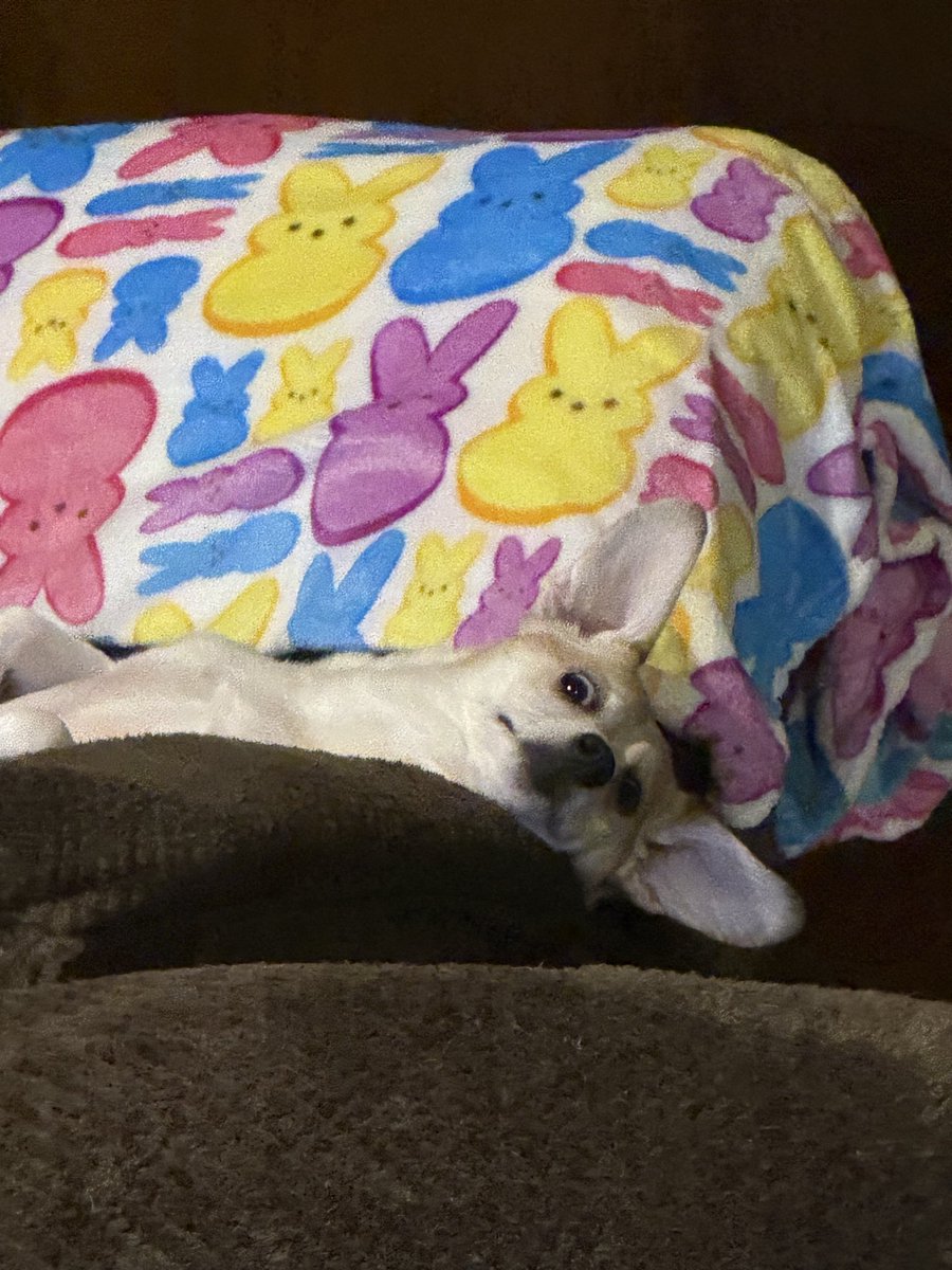 ⚜️DeAnna (Dee)🐧 tweet media