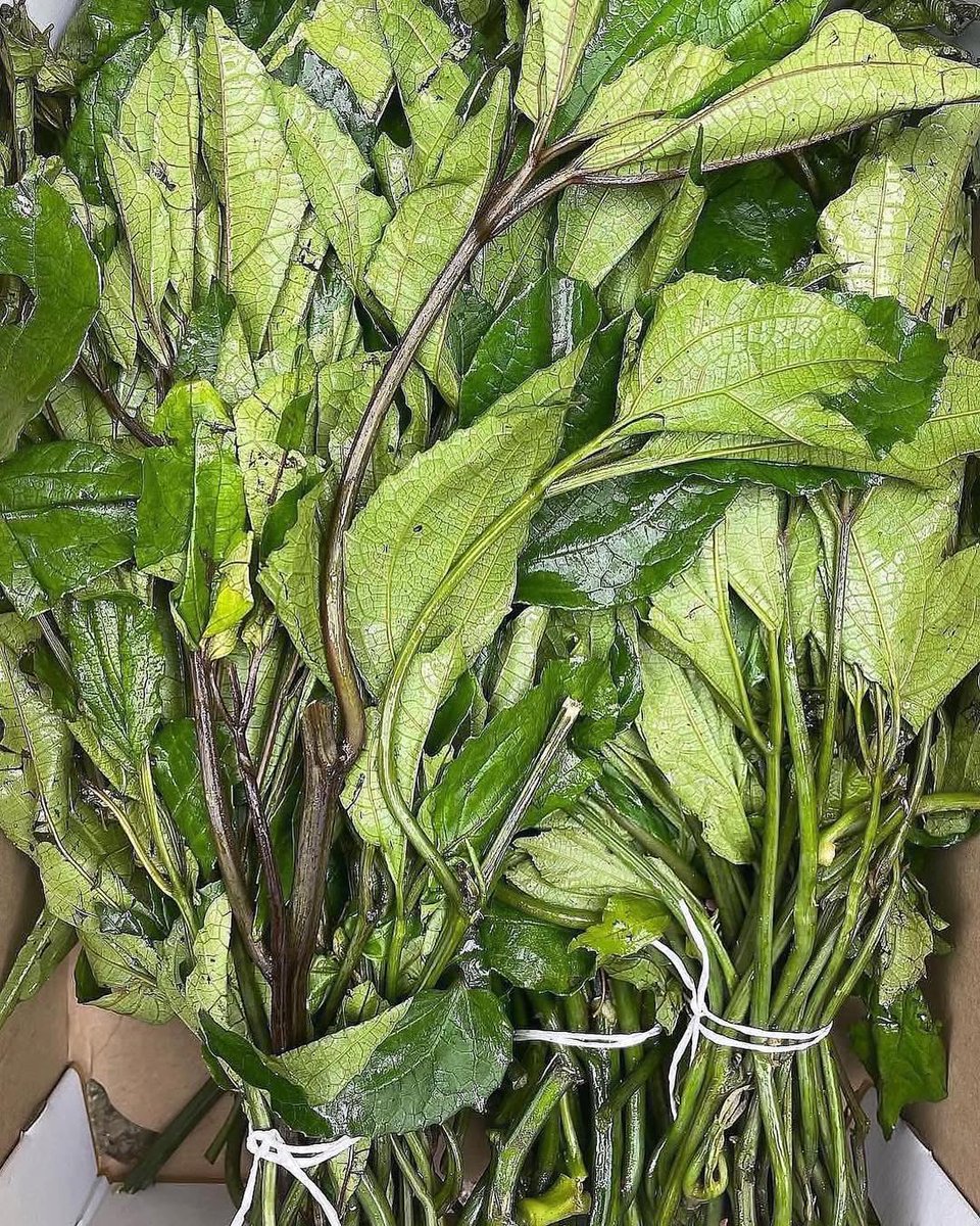 🇨🇦 Ademola🇨🇭 tweet media