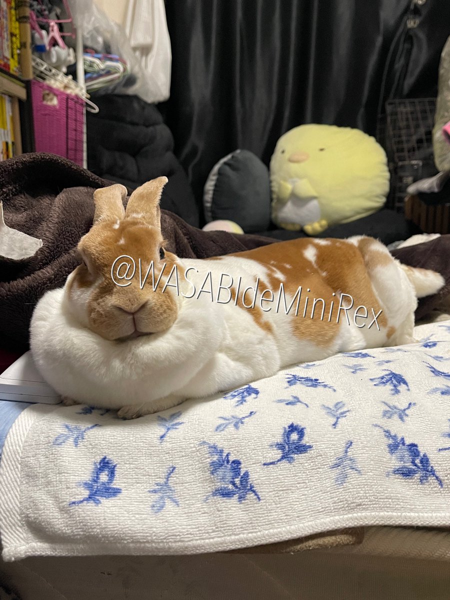 うさぎわさびc(⌒(_U･ω･U)_ tweet media