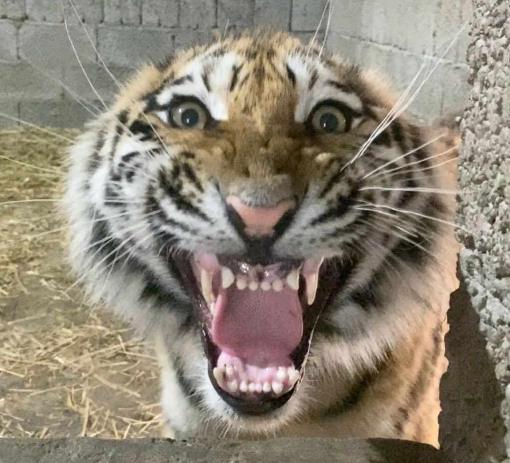 ︎ ︎ ︎ ︎ ҂ .; 𝘁𝗵𝗲 𝐓𝙸𝙶𝚁͟𝙴͟𝚂͟𝚂͟。͟ tweet media