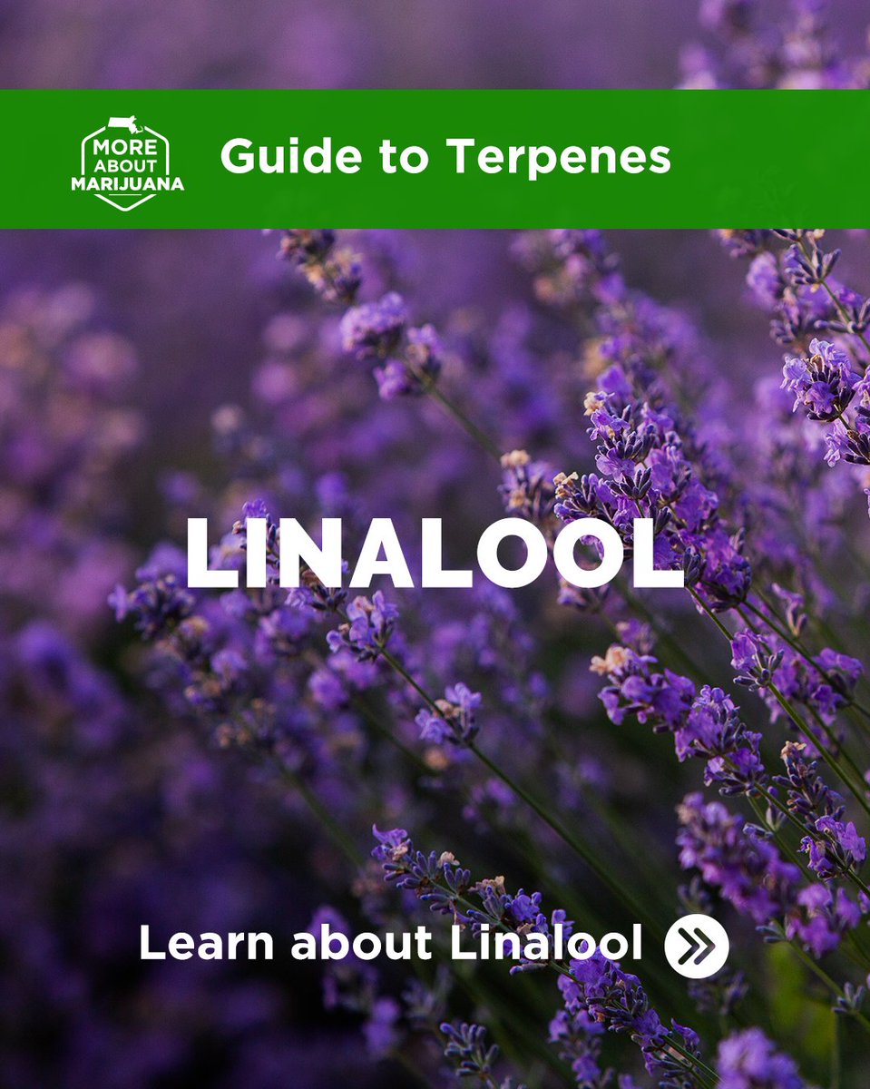 Massachusetts Cannabis Control Commission tweet media