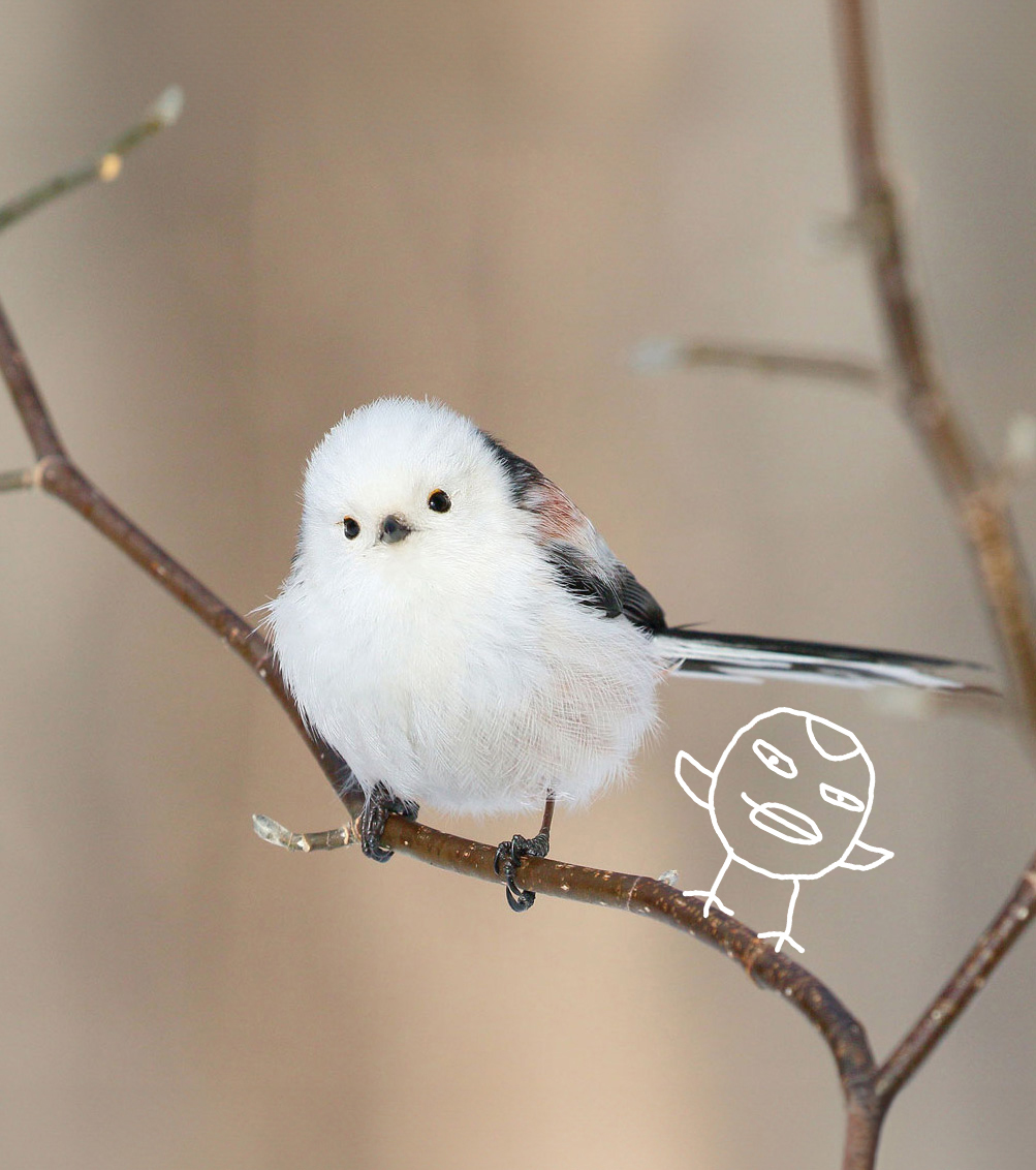 ぼく、シマエナガ。 tweet media