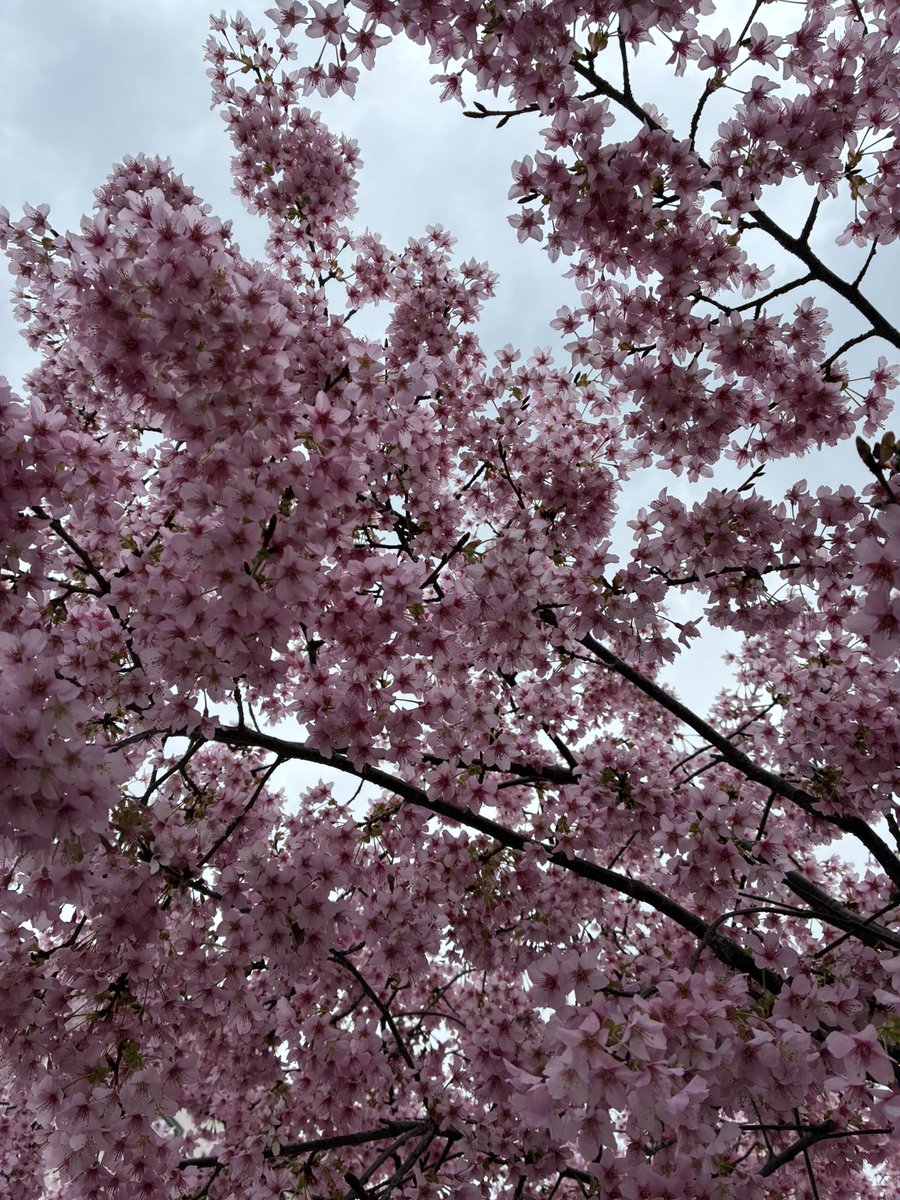 市村順平 tweet media