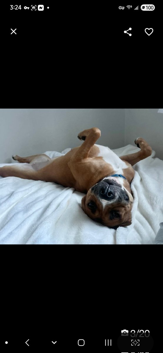 Julie🌻🐾 tweet media