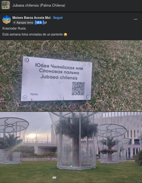 openmapchile's tweet photo. 🌴🇨🇱06 registros de #Jubaea chilensis en 🇷🇺#OpenStreetMap en la ciudad Krasnodar, Rusia.  A nivel  mundial son los registros n° 5320-5325 en OSM, visor #MapComplete natural=tree reportadas en #facebook #AUPV https://t.co/NKcpJeBOOk https://t.co/I5DGcEtcVY
