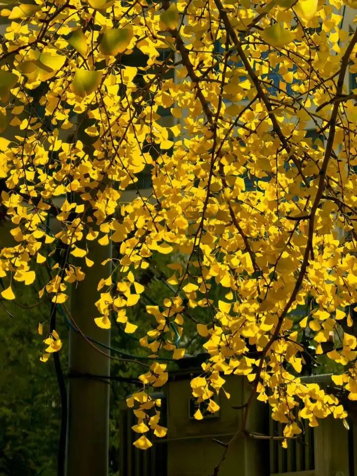 easternpixel tweet media