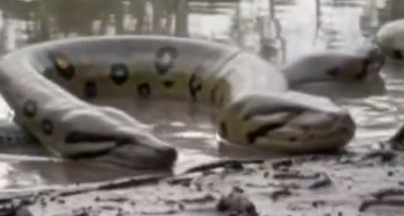 Olliecop tweet media