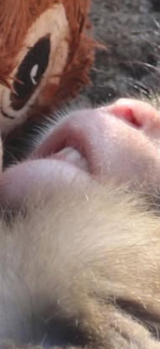 la chica del bikini azul tweet media