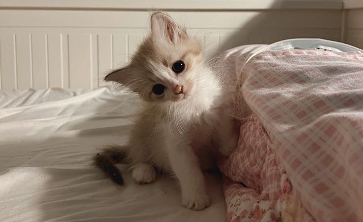 gal౨ৎ tweet media