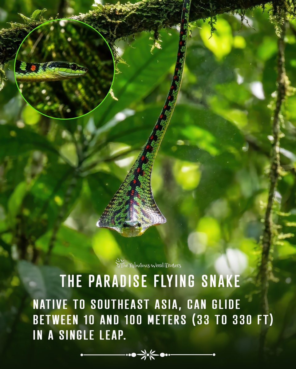 𝐓𝐡𝐞 𝐅𝐚𝐛𝐮𝐥𝐨𝐮𝐬 𝐖𝐞𝐢𝐫𝐝 𝐓𝐫𝐨𝐭𝐭𝐞𝐫s tweet media