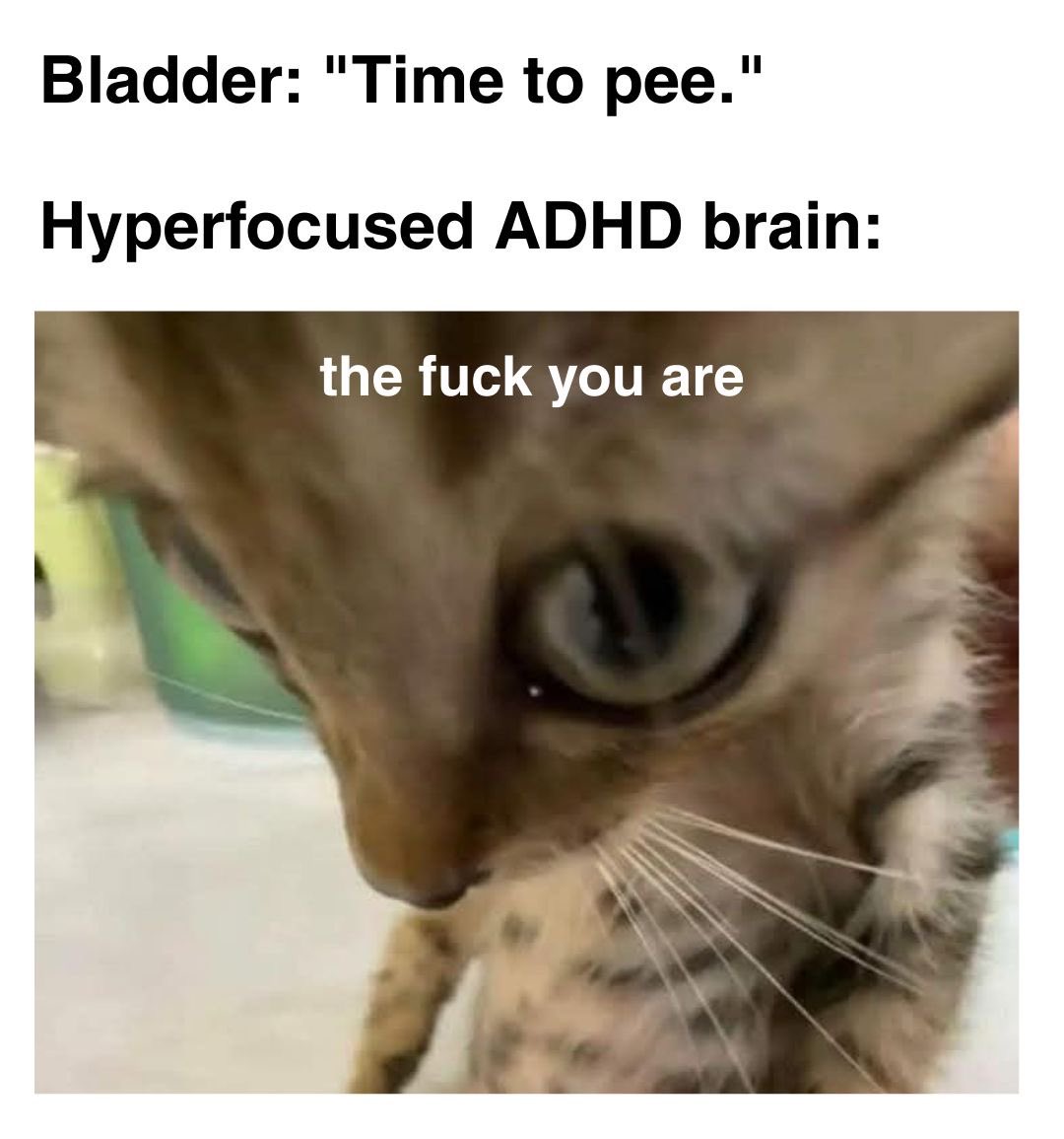 ADHD Memes tweet media