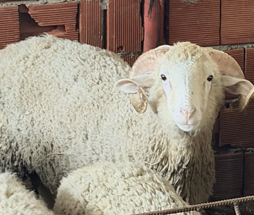 nentazim tweet media