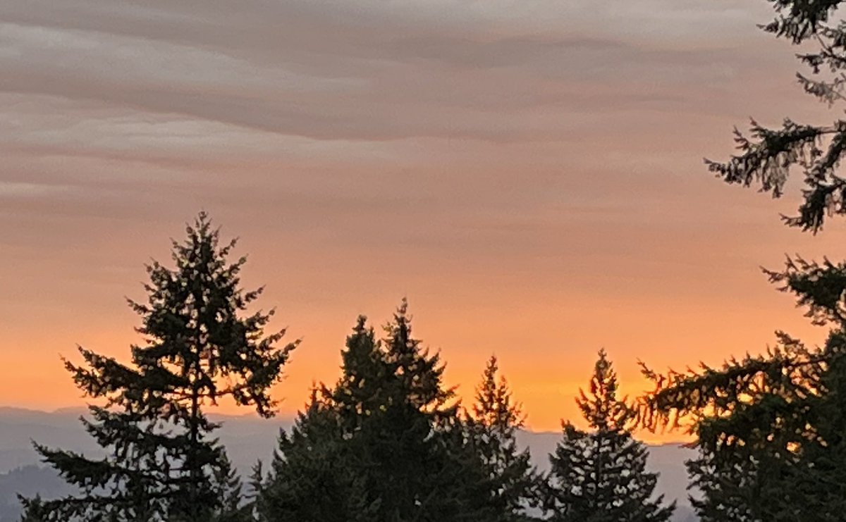 Bita Moghaddam بيتا مقدم tweet media