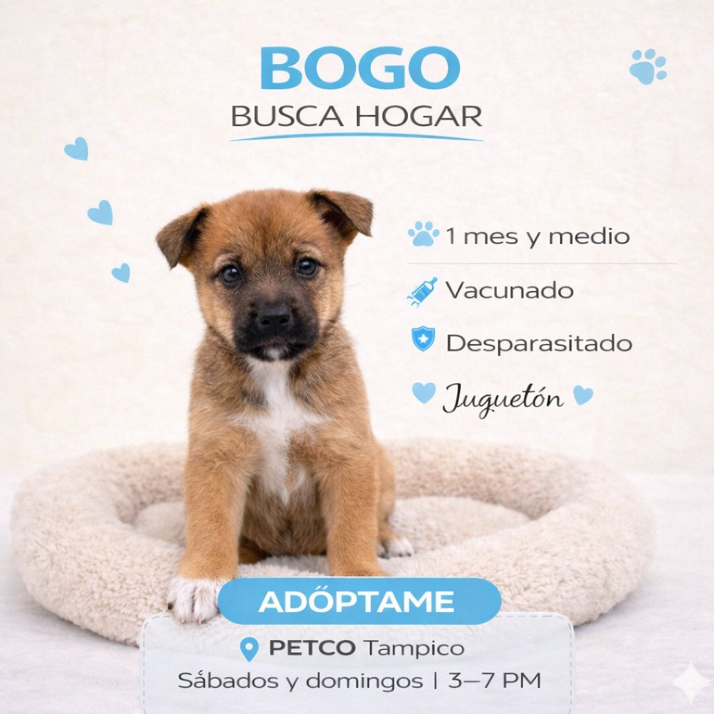 Sociedad Protectora Animal Tamaulipeca Ac tweet media