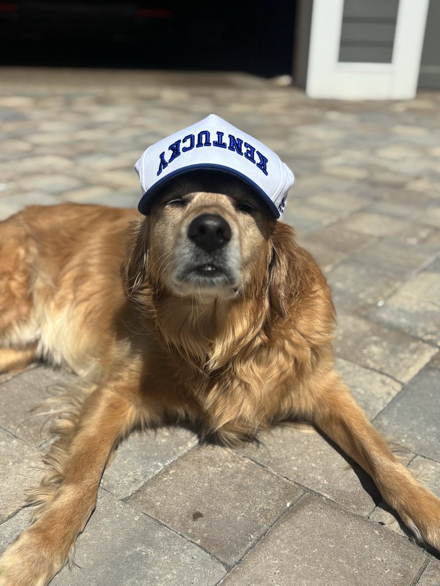 MistiDixon's tweet photo. March Madness… even dogs are ready to cheer on the CATS! Bertie representing BBN, today. 

This year hasn’t been perfect, but here we are. Let’s ride, Kentucky! @KentuckyMBB https://t.co/DMTgBSEN7F