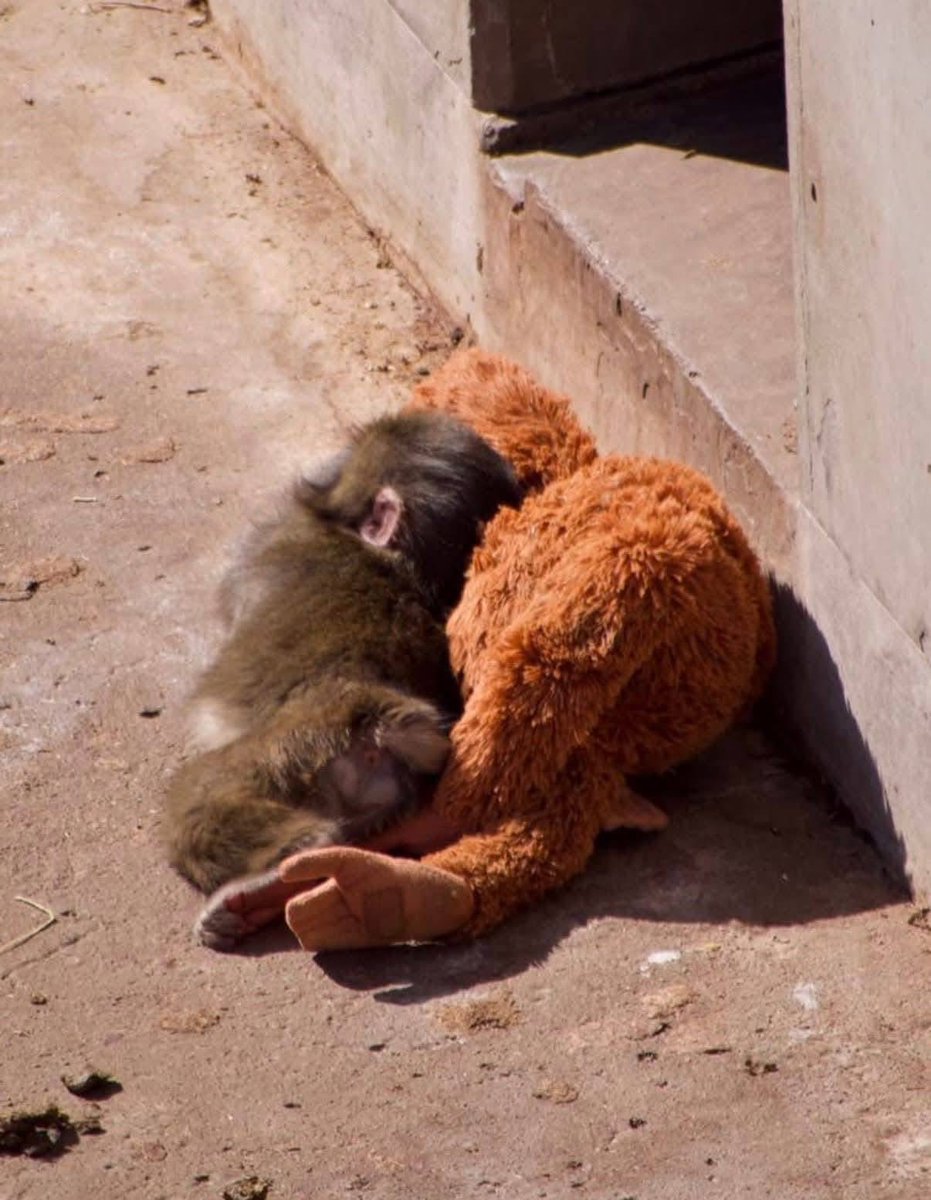 LuxEtVeritus tweet media