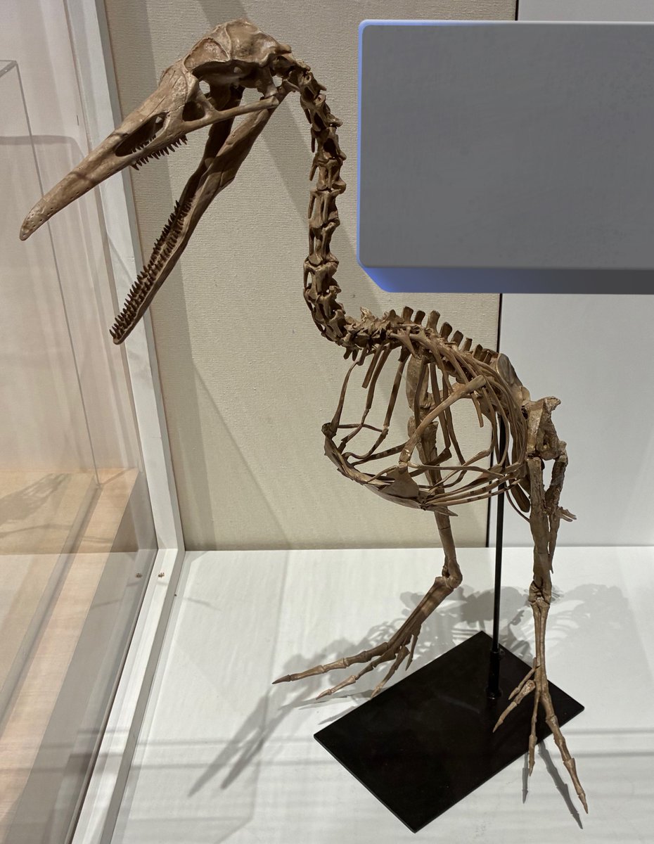 #金曜日だから化石貼る
白亜紀後期（約8360万〜7200万年前）の北米からロシア辺りの沿岸部に生息していたヘスペロルニス。名前の意味は「西の鳥」。高さが1.5〜2mほどあって後ろ足を使ってペンギンみてえに水中を泳いで魚とか食ってた。嘴と歯を持ち、上顎は前の方に歯が無いとかの特徴がある。