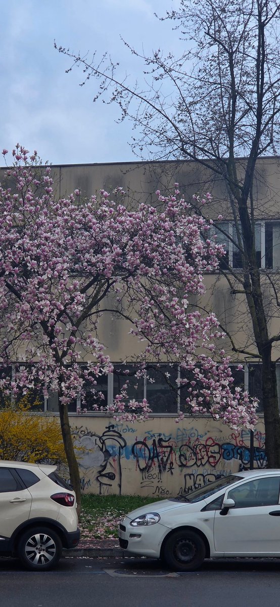 Pink Wallflower tweet media