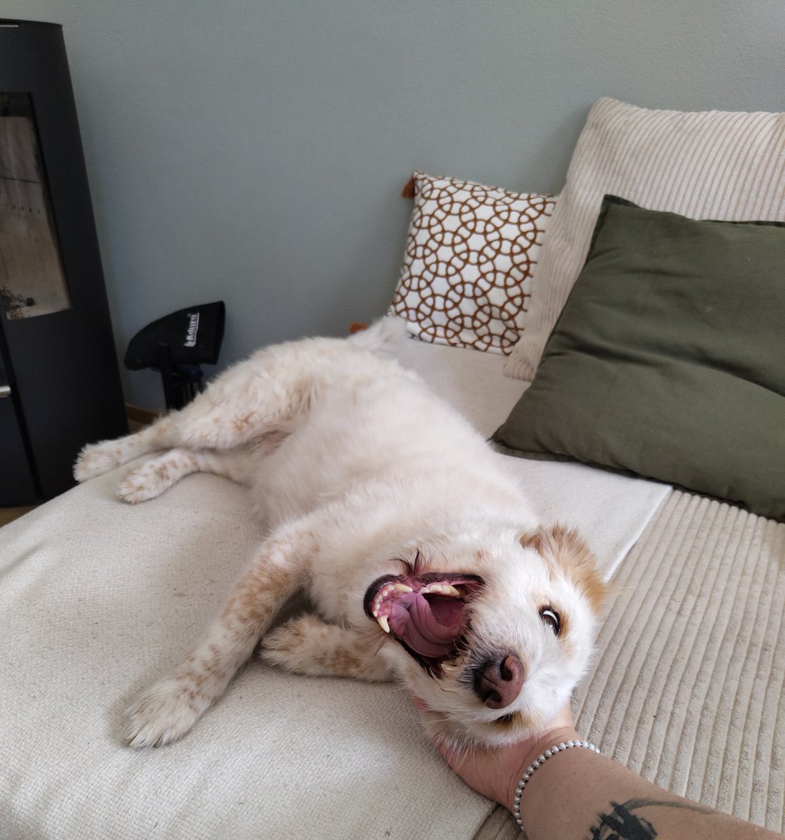 AUT TÁO tweet media