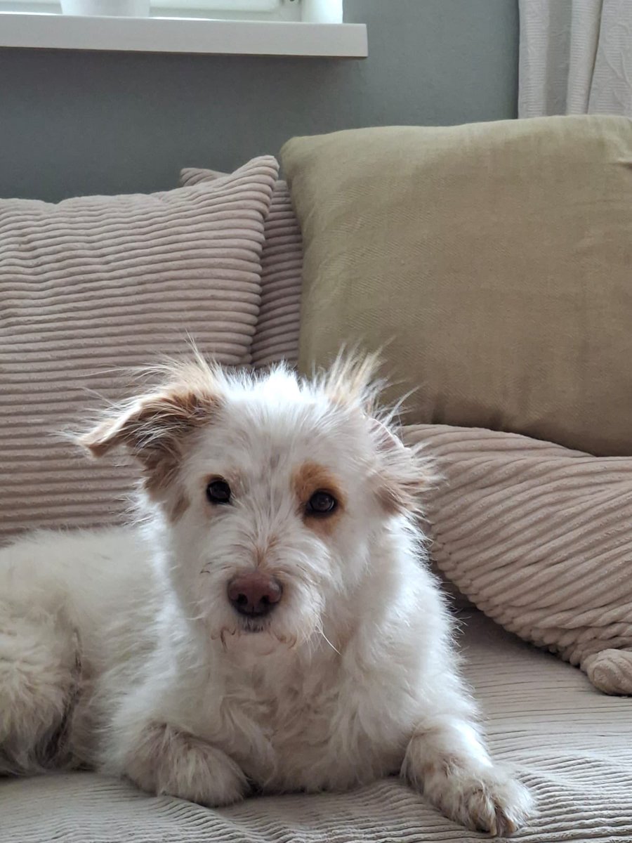 AUT TÁO tweet media