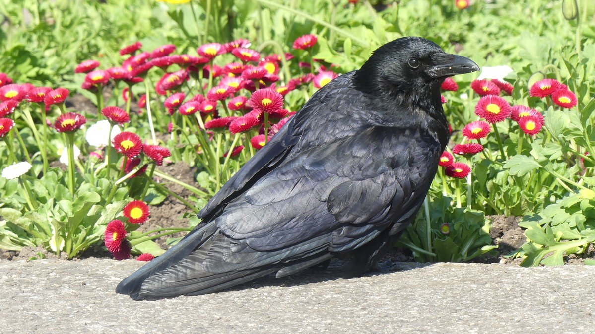 Jason Cann tweet media