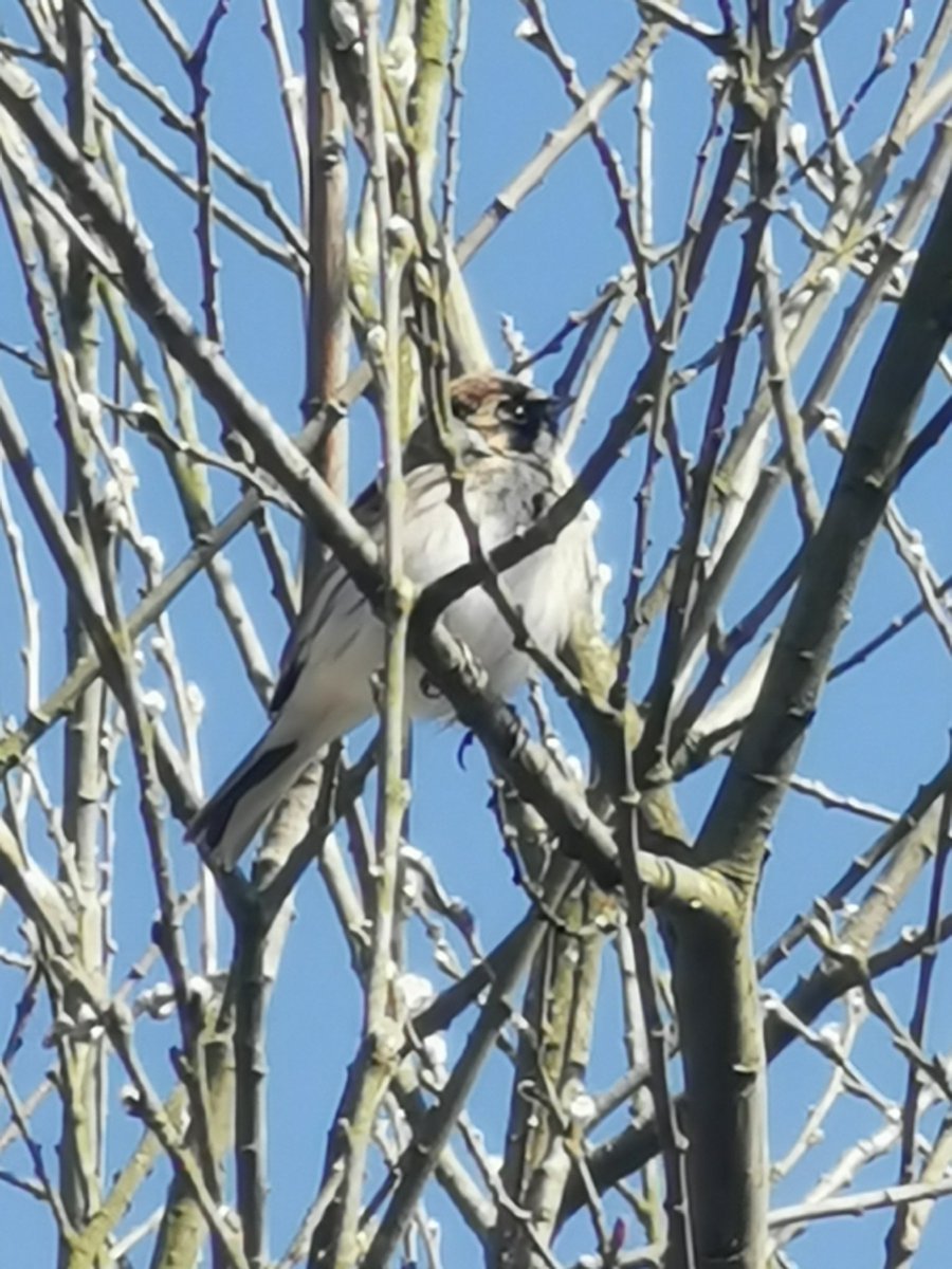 🦊Foxy tweet media